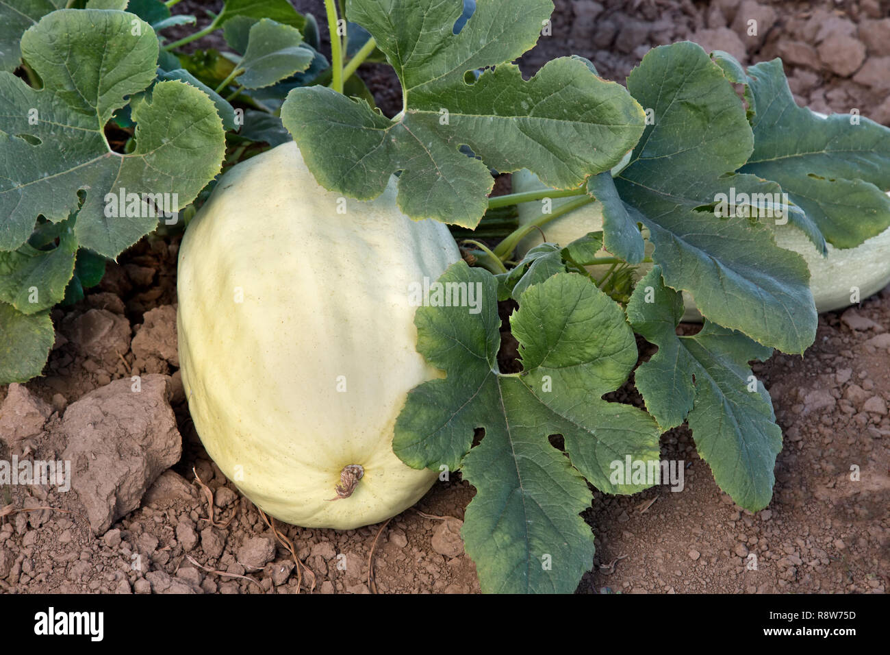'La courge spaghetti Cucurbita pepo' échéant en champ. Banque D'Images