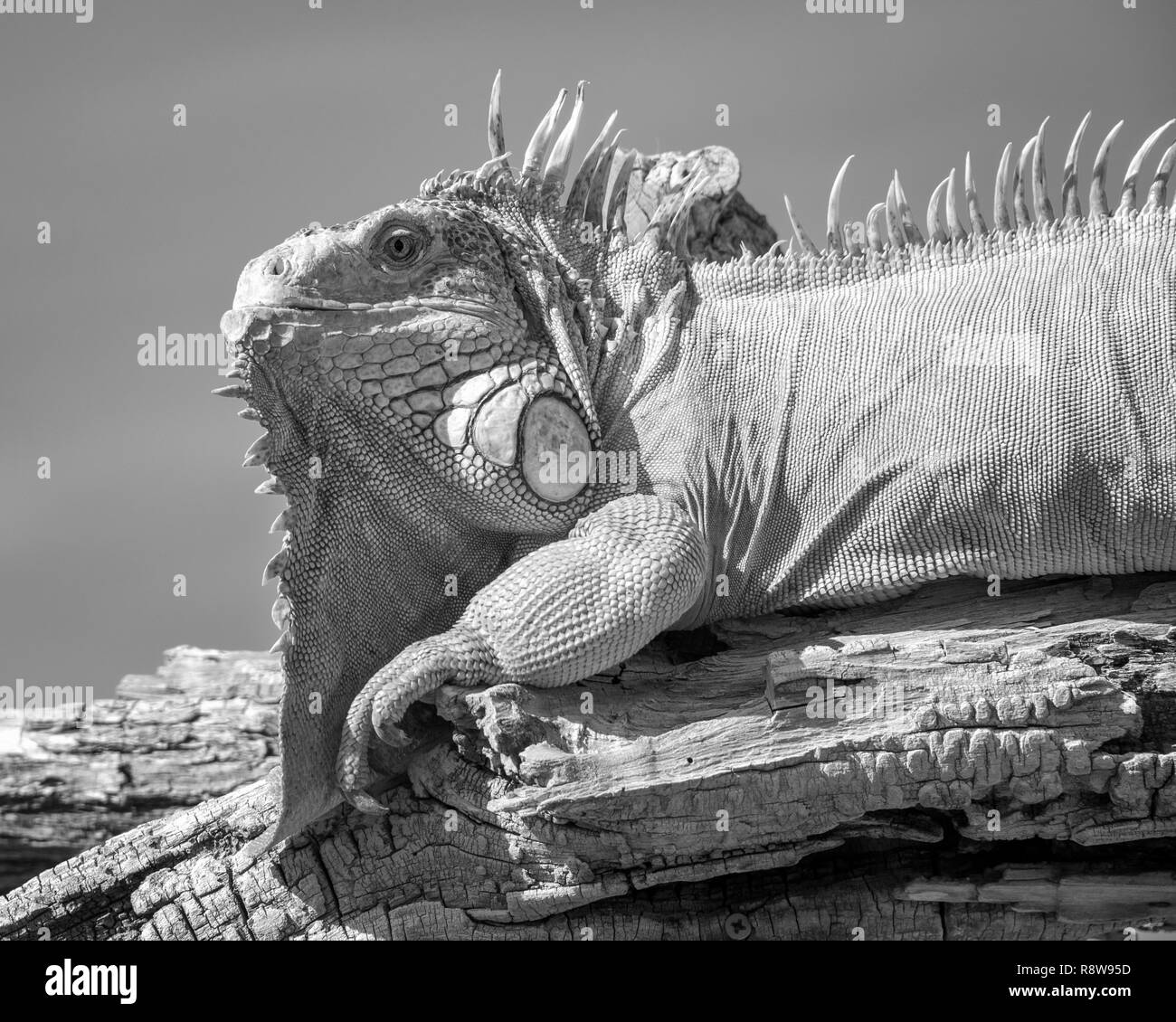 Iguana perché sur une branche, noir et blanc Banque D'Images