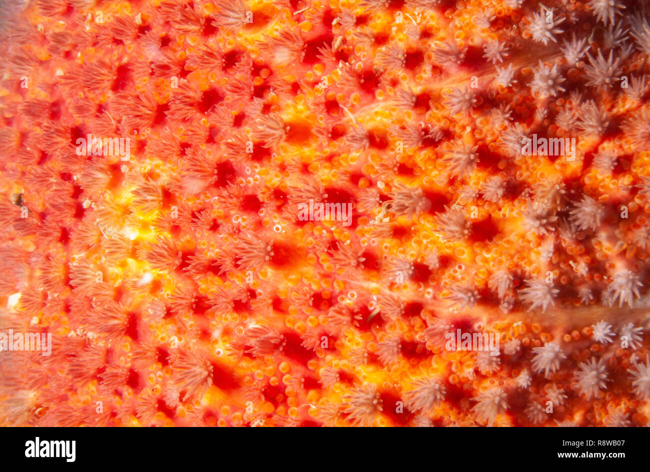 Close-up of a Sun Star épineuse de texture dans le fleuve Saint-Laurent au Canada Banque D'Images