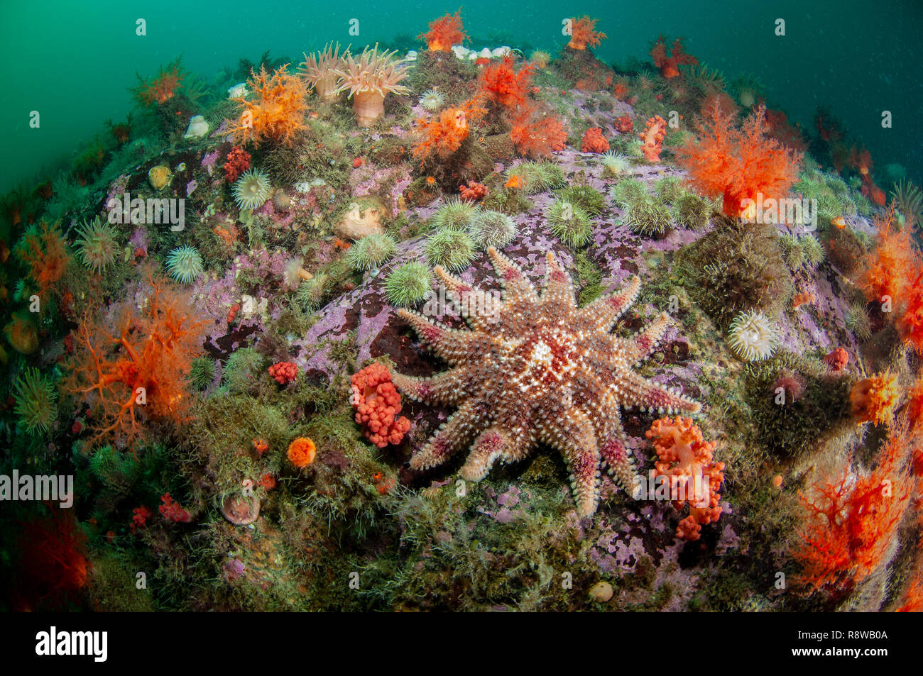 Sun Star épineux colorés sous l'eau dans le fleuve Saint-Laurent au Canada Banque D'Images