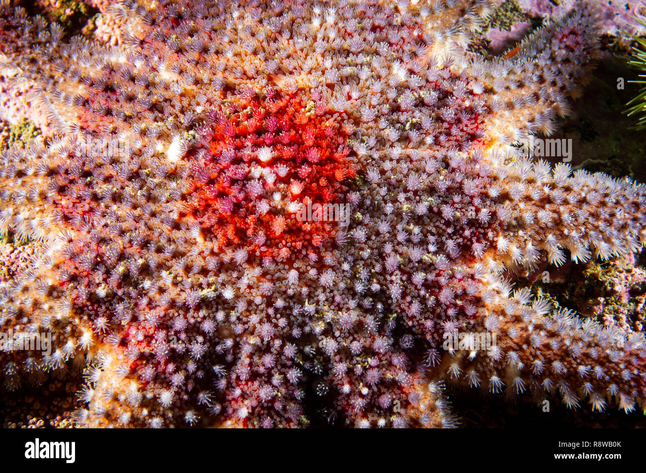 Close-up of a Sun Star épineuse de texture dans le fleuve Saint-Laurent au Canada Banque D'Images