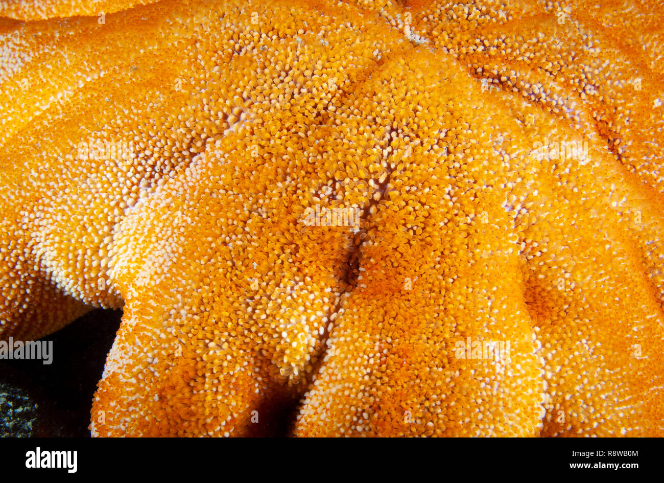 Close-up of a Sun Star lisse texture dans le fleuve Saint-Laurent au Canada Banque D'Images