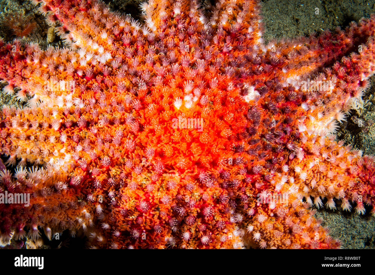 Close-up of a Sun Star épineuse de texture dans le fleuve Saint-Laurent au Canada Banque D'Images