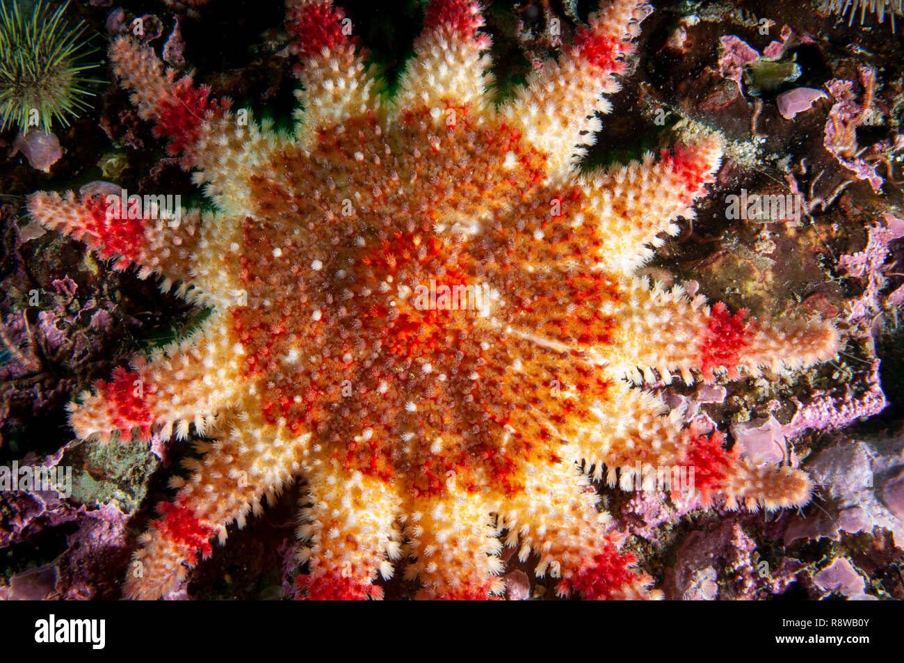 Close-up of a Sun Star épineuse de texture dans le fleuve Saint-Laurent au Canada Banque D'Images