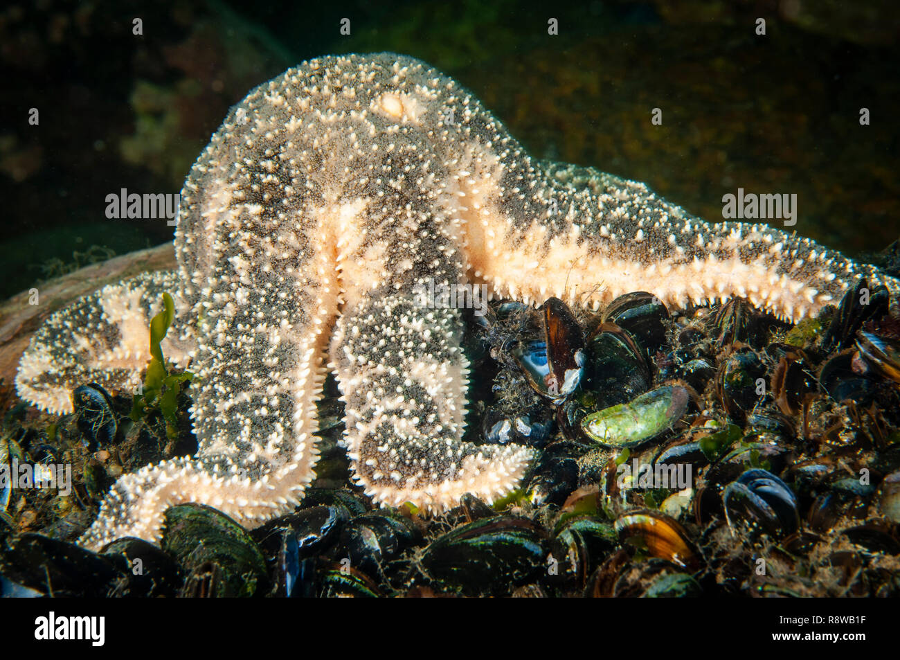 Sous l'étoile de mer se nourrissent de moules bleues dans l'estuaire du Saint-Laurent Banque D'Images