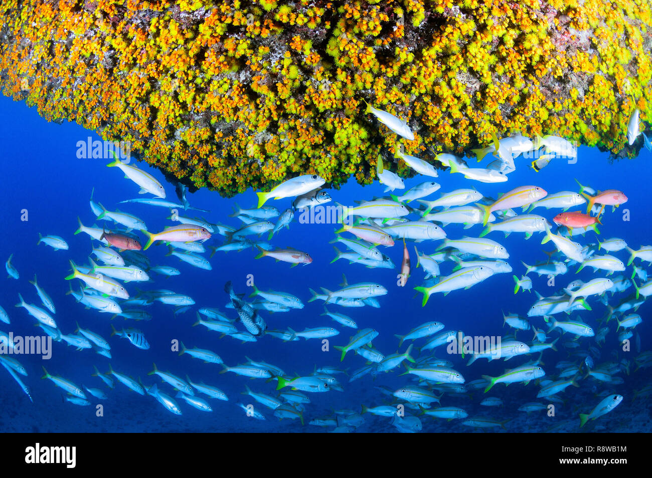 Banc de poissons dans la région de Sal - Cabo Verde Banque D'Images
