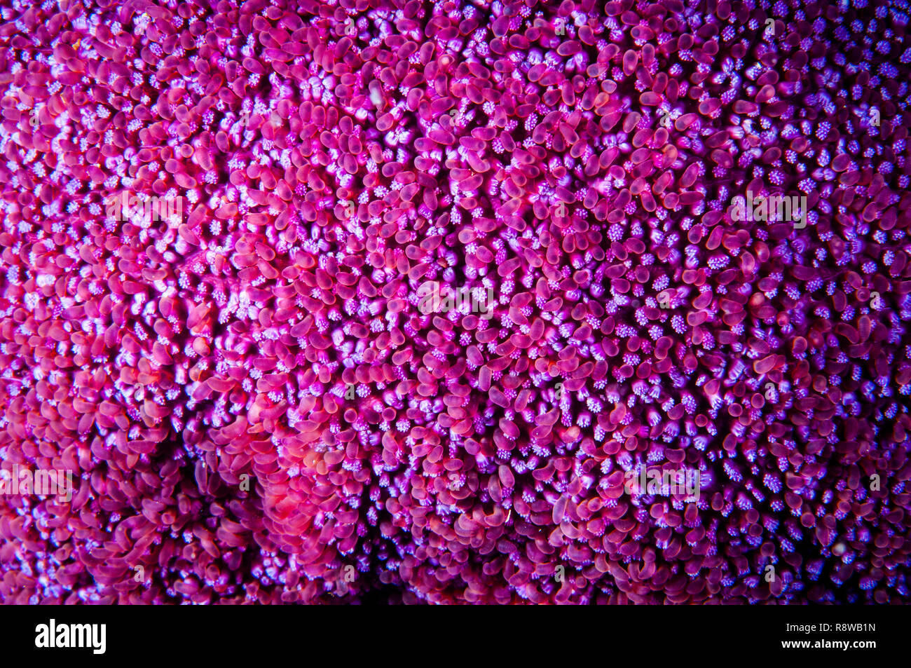 Close-up of a Sun Star lisse texture dans le fleuve Saint-Laurent au Canada Banque D'Images