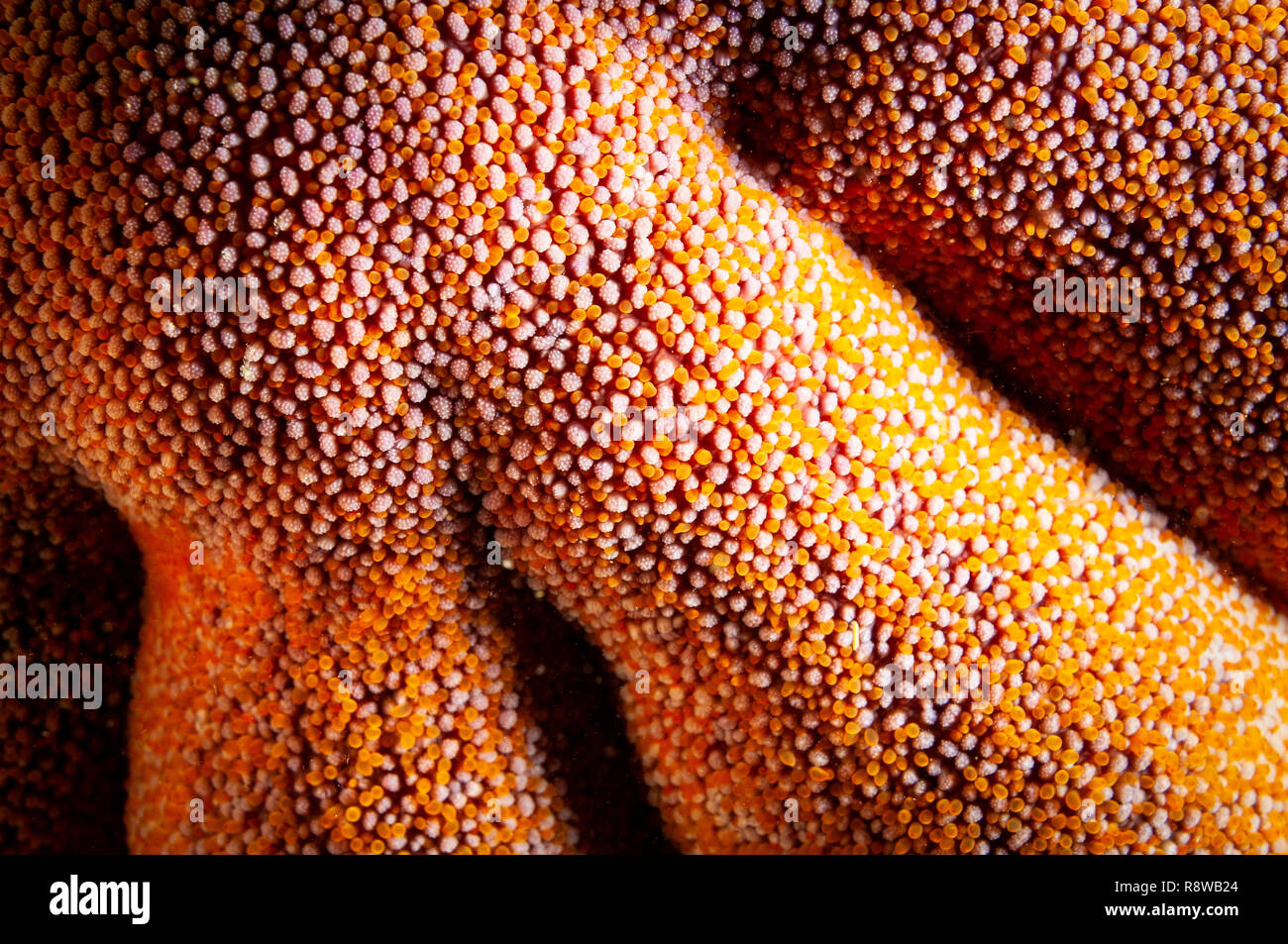 Close-up of a Sun Star lisse texture dans le fleuve Saint-Laurent au Canada Banque D'Images