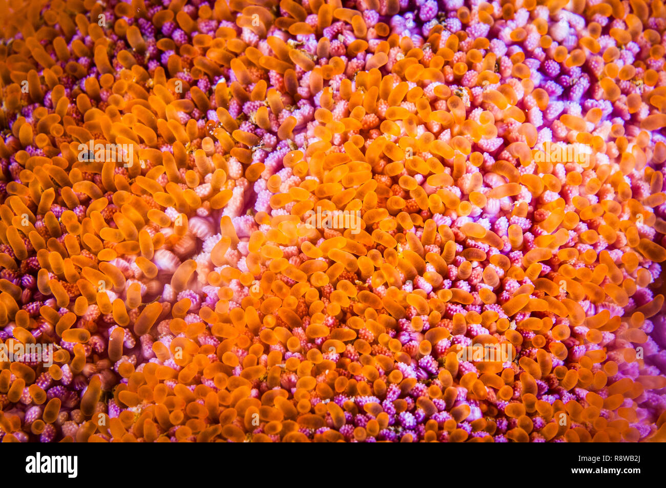 Close-up of a Sun Star lisse texture dans le fleuve Saint-Laurent au Canada Banque D'Images