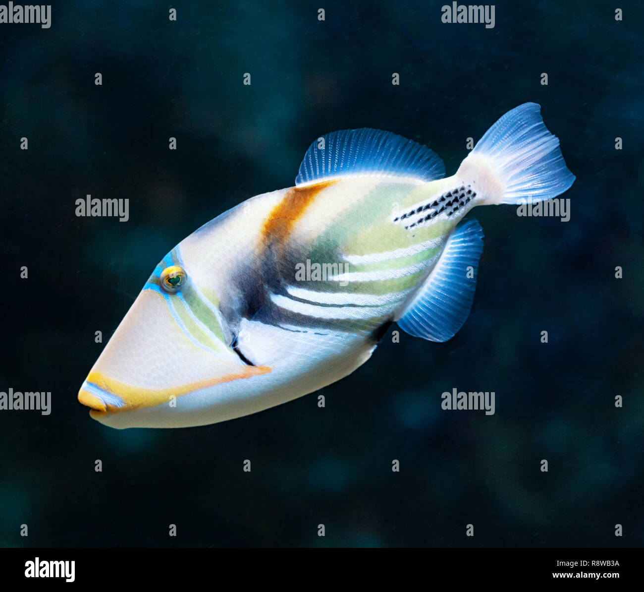 Rhinecanthus aculeatus aculeatus (lagune), également connu sous le nom de balistes Picasso. La vie de la mer. Banque D'Images