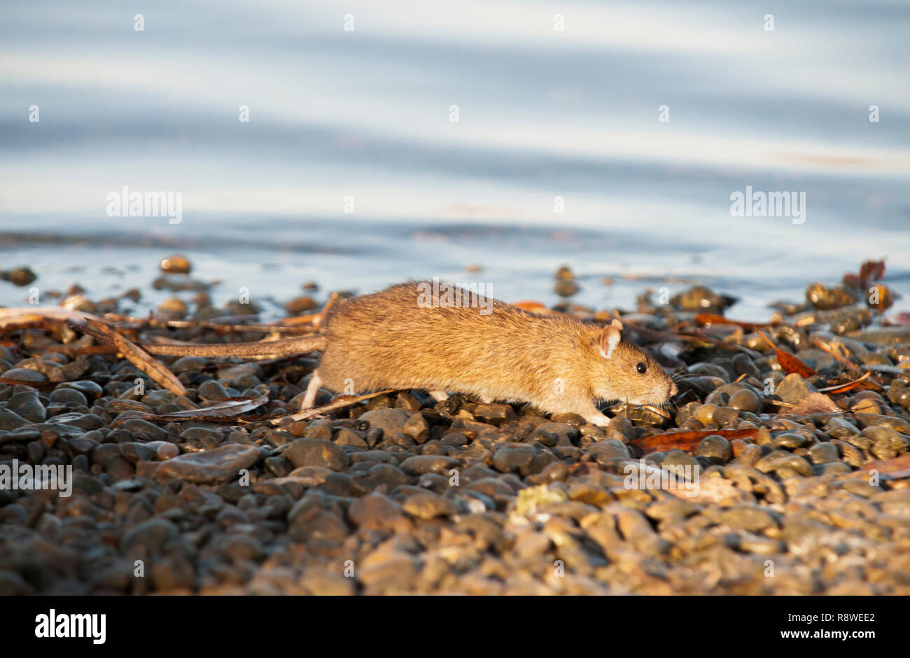 Hot Rat surmulot, Rattus norvegicus, sur les rives de la Tamise, Londres, Royaume-Uni Banque D'Images