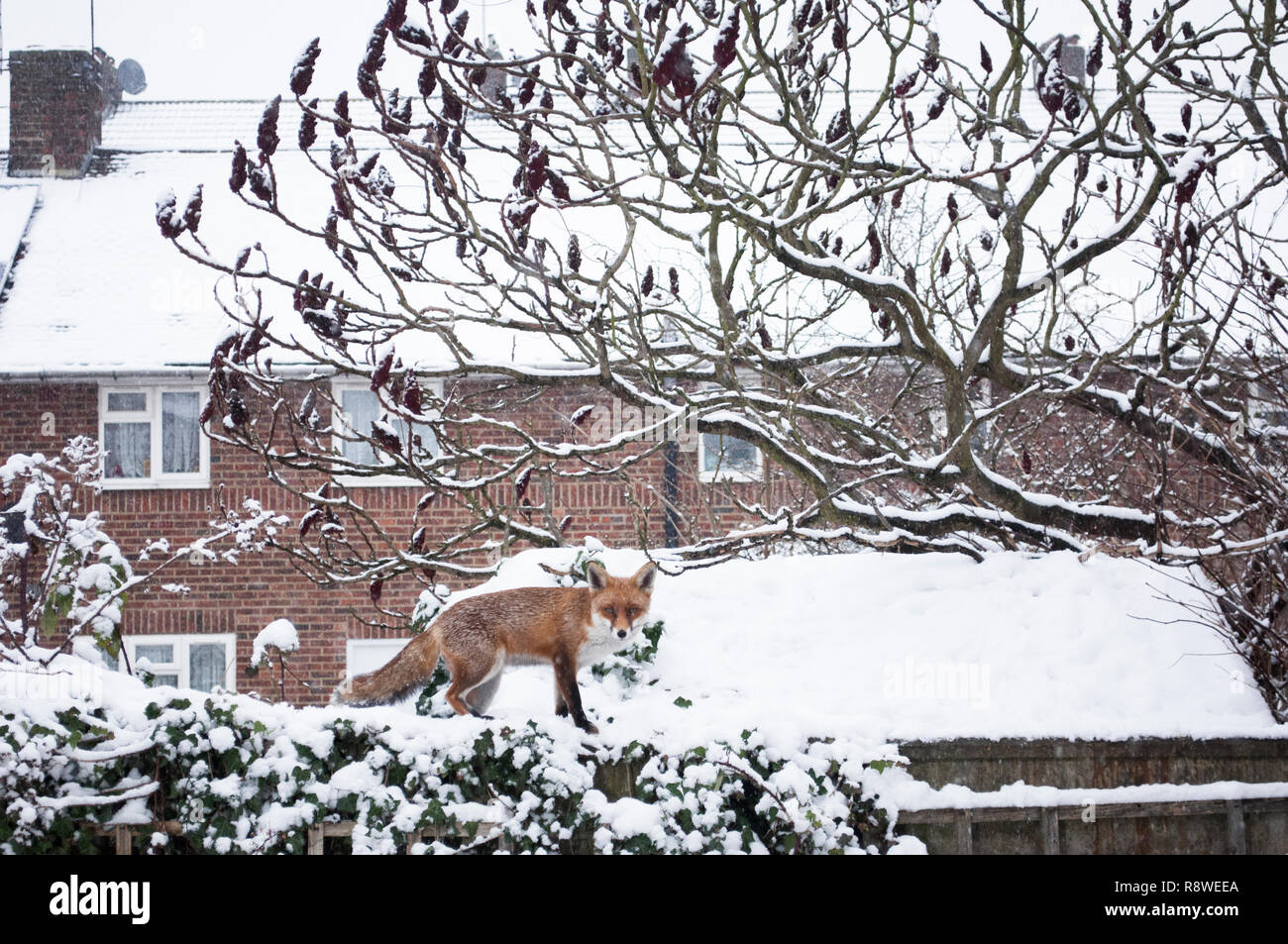Urban Red Fox, Vulpes vulpes, dans la neige d'hiver debout sur une clôture de jardin, Londres, Royaume-Uni Banque D'Images