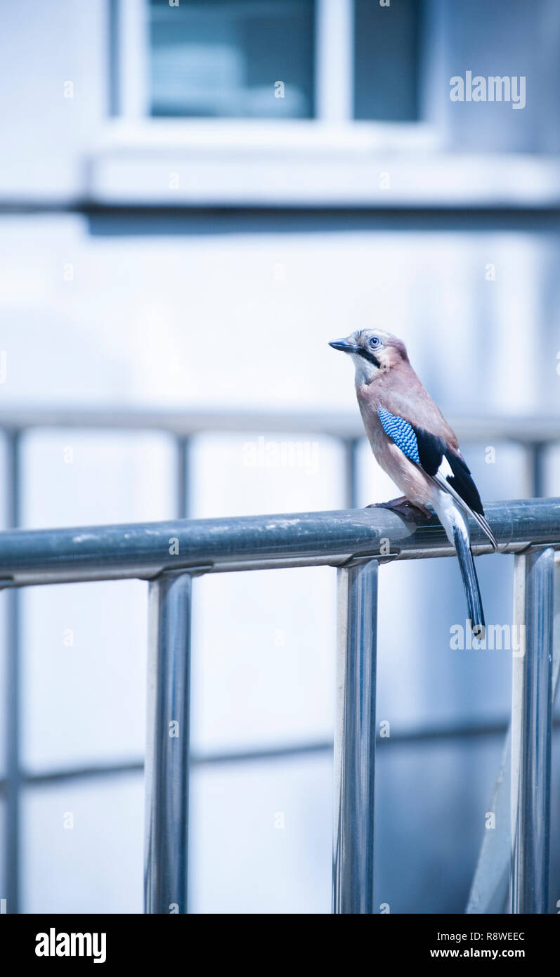 Jay eurasiennes ou Jay, Garrulus glandarius, perché sur les garde-corps à l'extérieur du bâtiment, Woolworths Marylebone Road, Londres, Royaume-Uni Banque D'Images