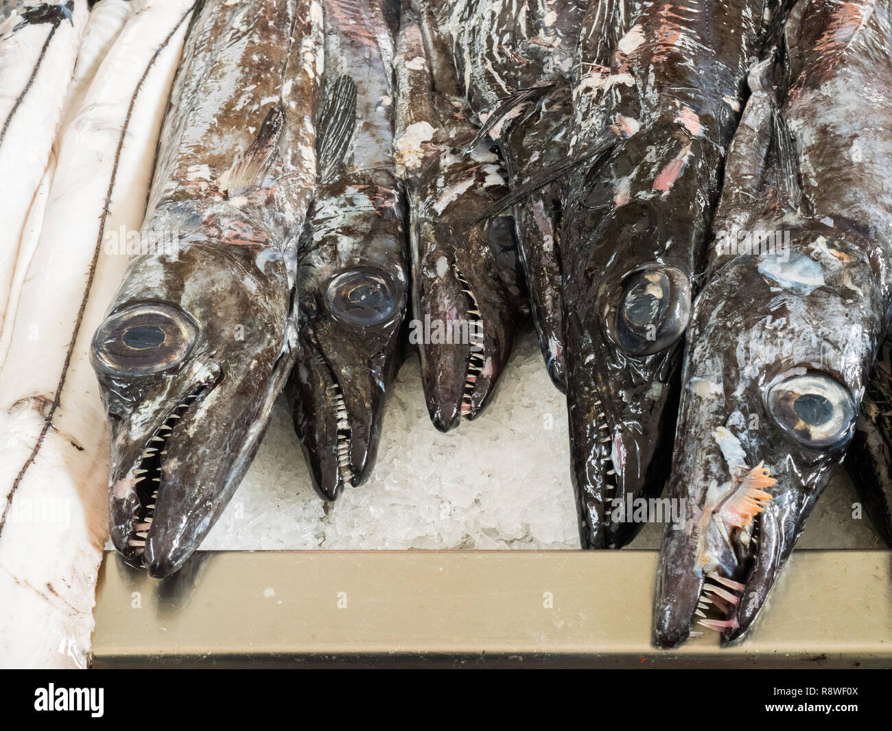 Scabardfish noir (Aphanopus carbo) sur la glace au marché de Funchal, Madère Banque D'Images