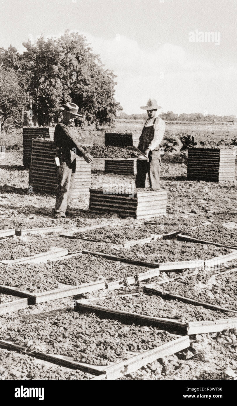 Séchage de raisin dans la vallée de San Joaquin, en Californie, États-Unis d'Amérique), ch. 1915. Merveilleux de Californie, publié en 1915. Banque D'Images Séchage de raisin dans la vallée de San Joaquin, en Californie, États-Unis d'Amérique), ch. 1915. Merveilleux de Californie, publié en 1915. Banque D'Images