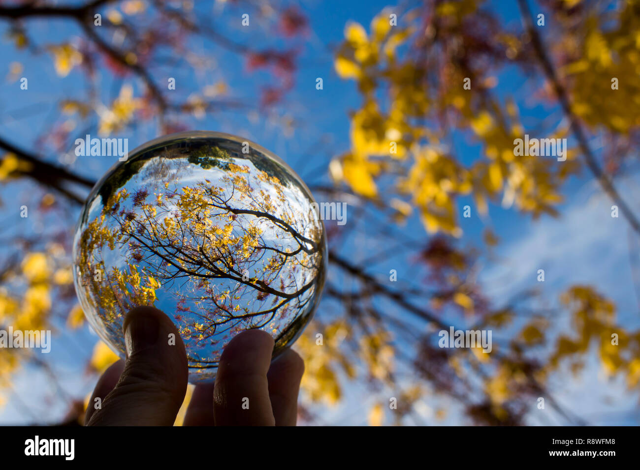 Bille de verre capture les couleurs des lignes et des formes dans les branches d'arbres et de feuilles. Droit à la skyward avec Ciel et nuages en arrière-plan. Banque D'Images