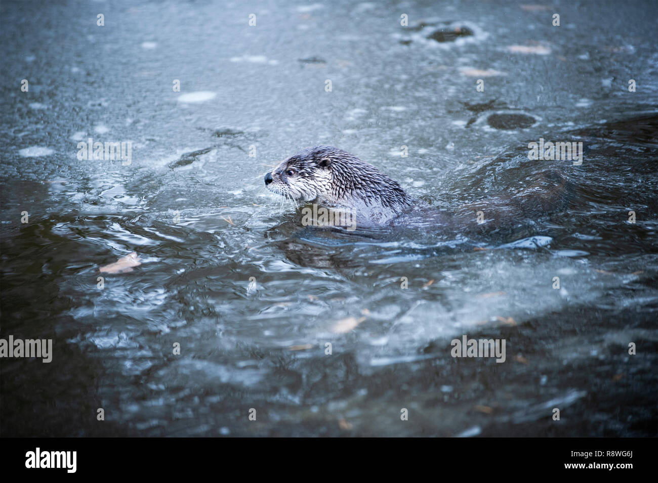 La loutre nage dans l'eau froide en partie recouvert par EIS. Banque D'Images