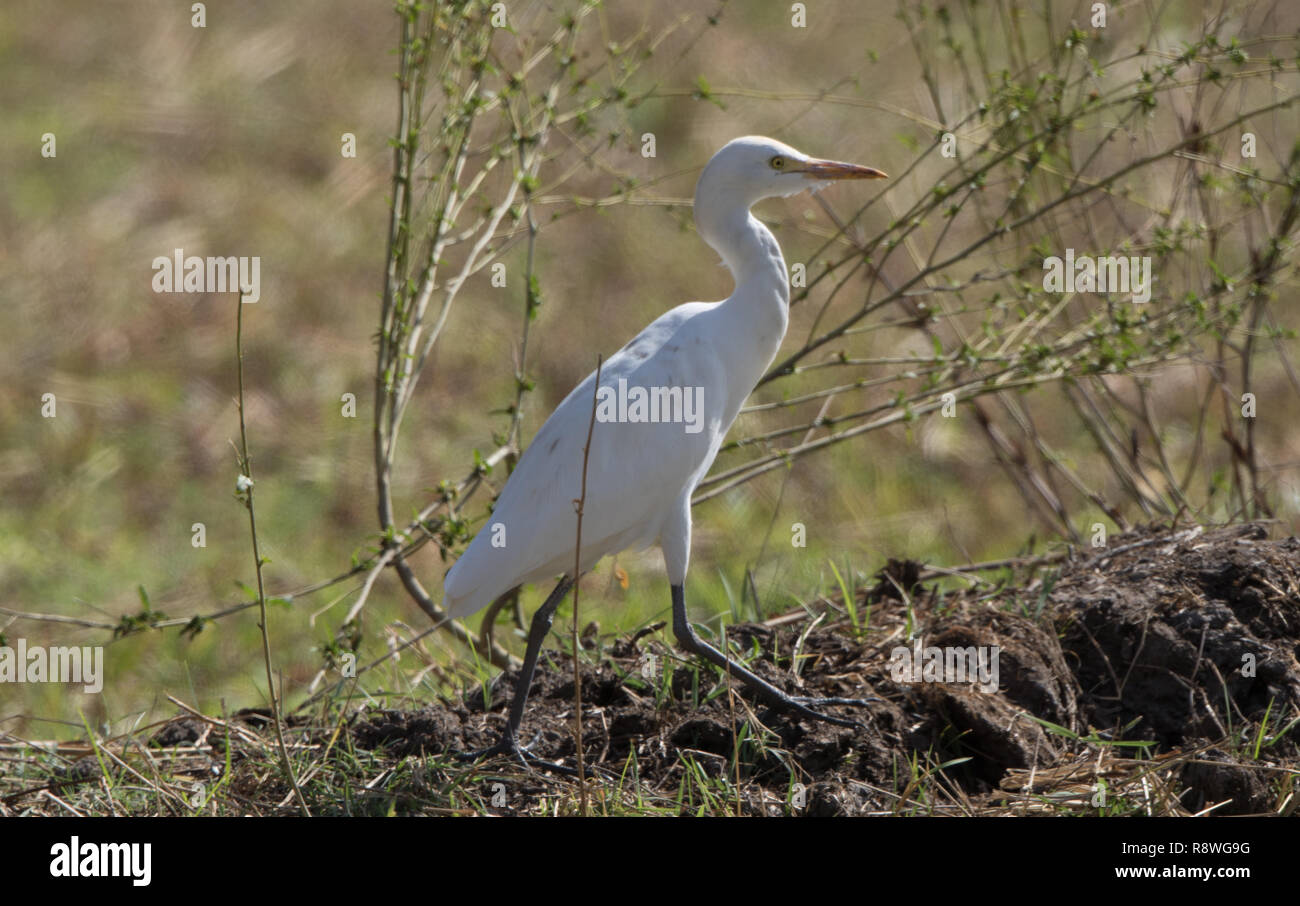 Aigrette intermédiaire (Ardea intermedia) Banque D'Images