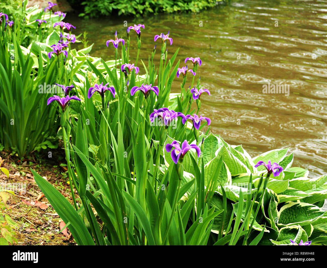 La floraison d'iris et une plante Hosta au bord d'un étang de jardin Banque D'Images