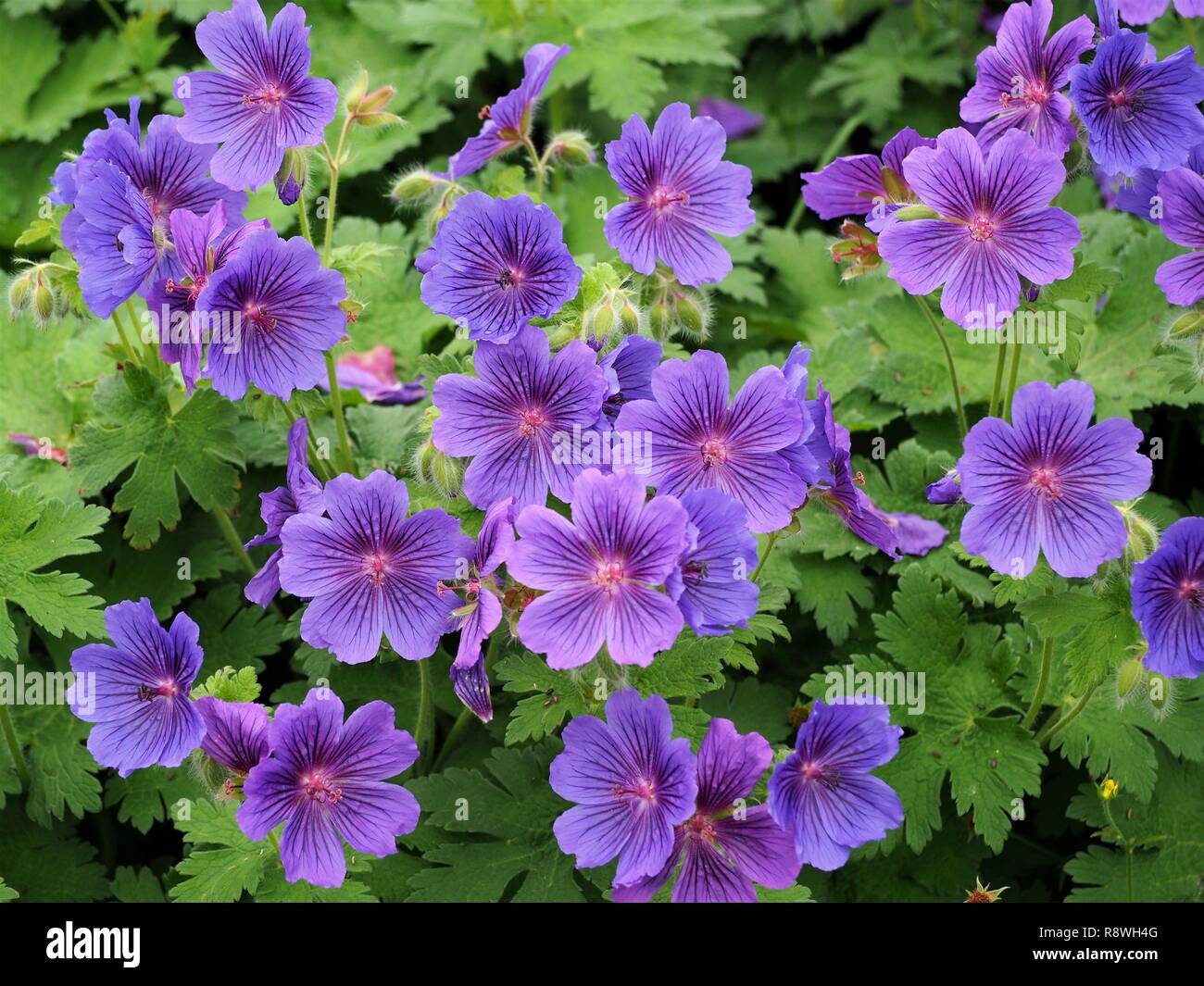 Géranium géranium sanguin floraison des plantes dans un jardin Banque D'Images