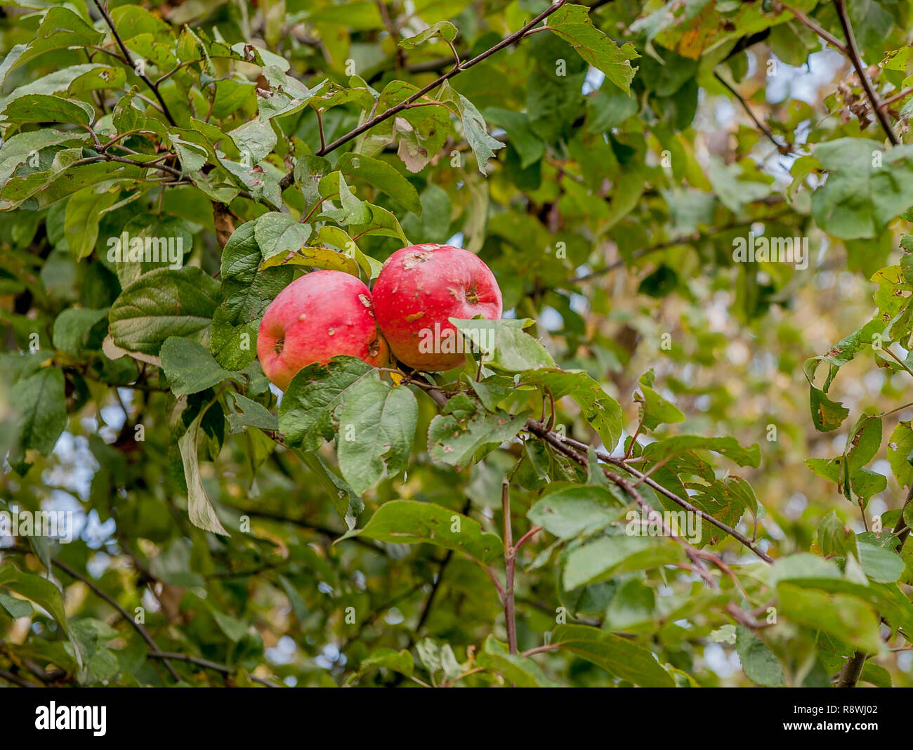 Les pommes biologiques sur la récolte d'arbres en attente de Banque D'Images