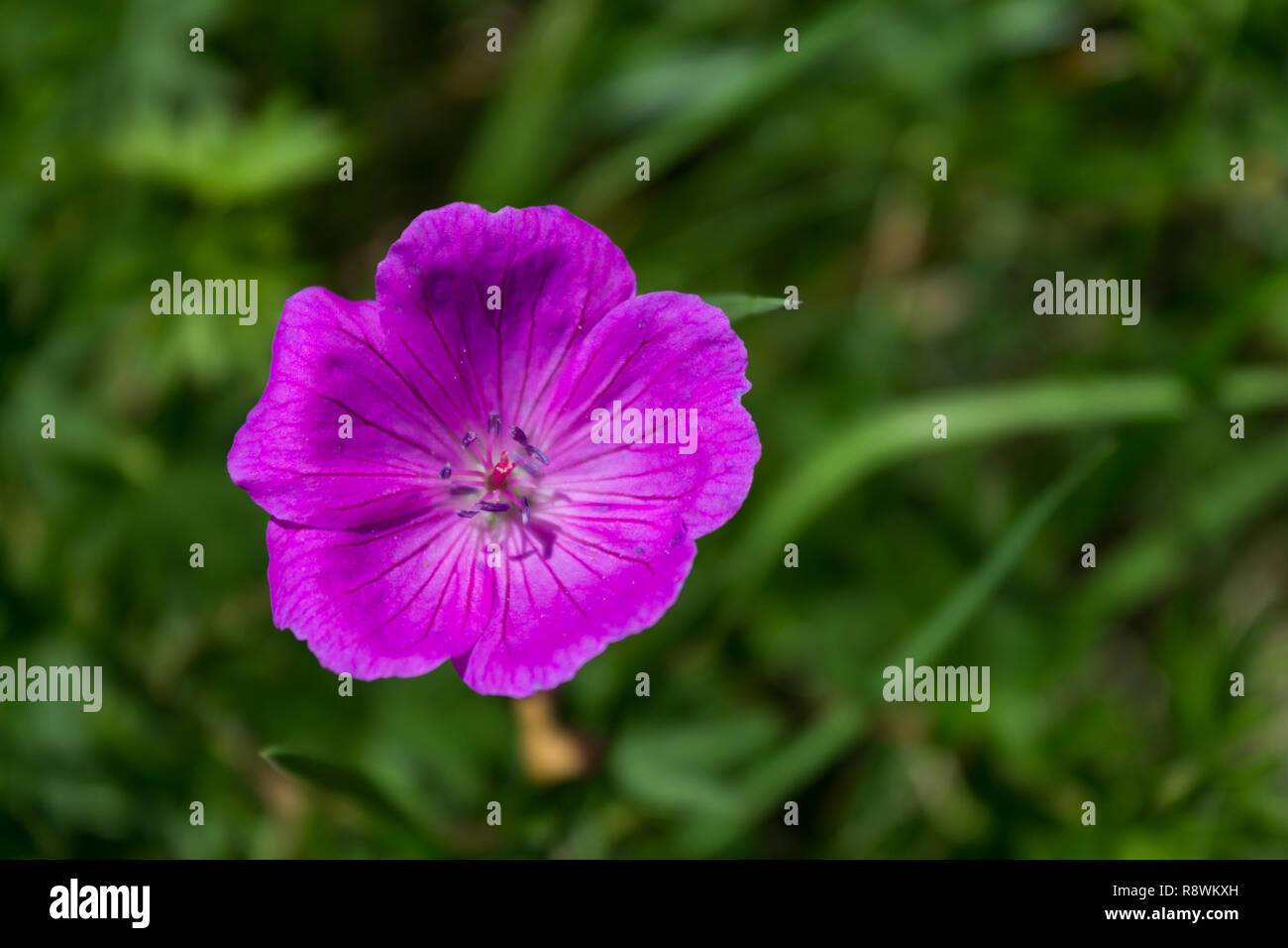 Avec un arrière-plan flou de fleurs sauvages Banque D'Images