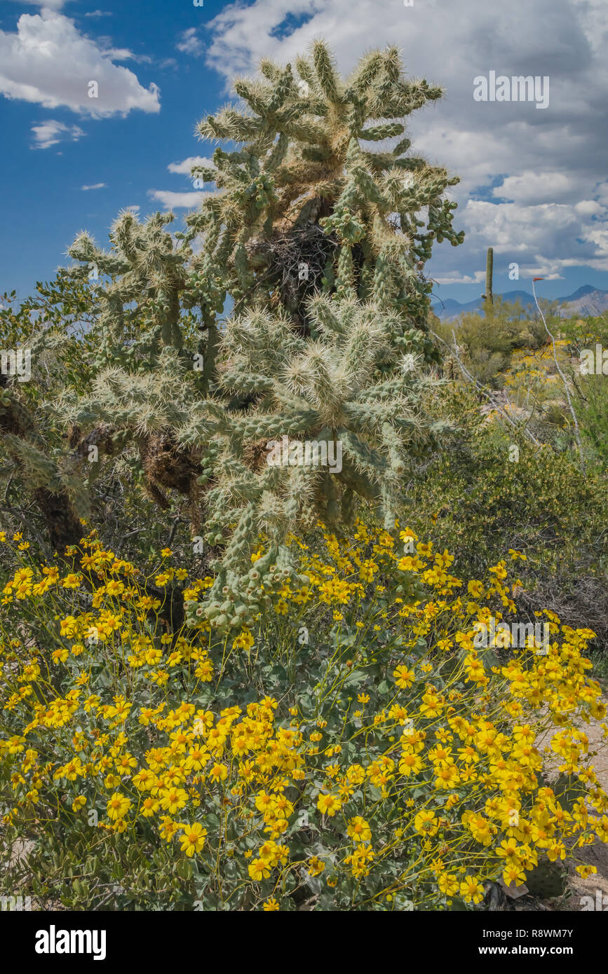 Un grand cactus cholla entouré de jaune en fleurs (brittlebrush Encelia farinose) dans le désert de Sonora à l'Arizona's Saguaro National Park Banque D'Images