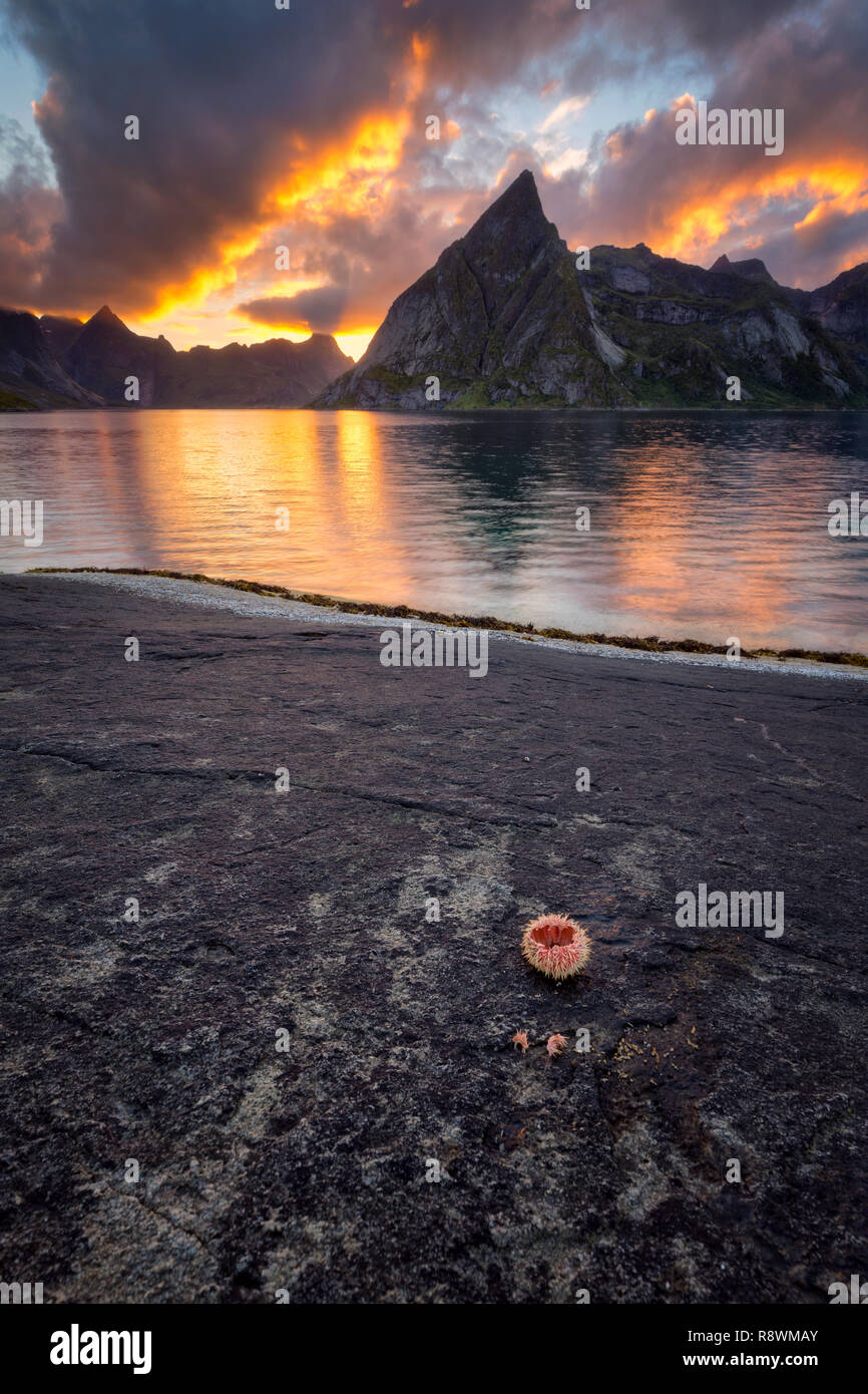 Reine de l'archipel des Lofoten, Coucher du soleil, la Norvège Banque D'Images