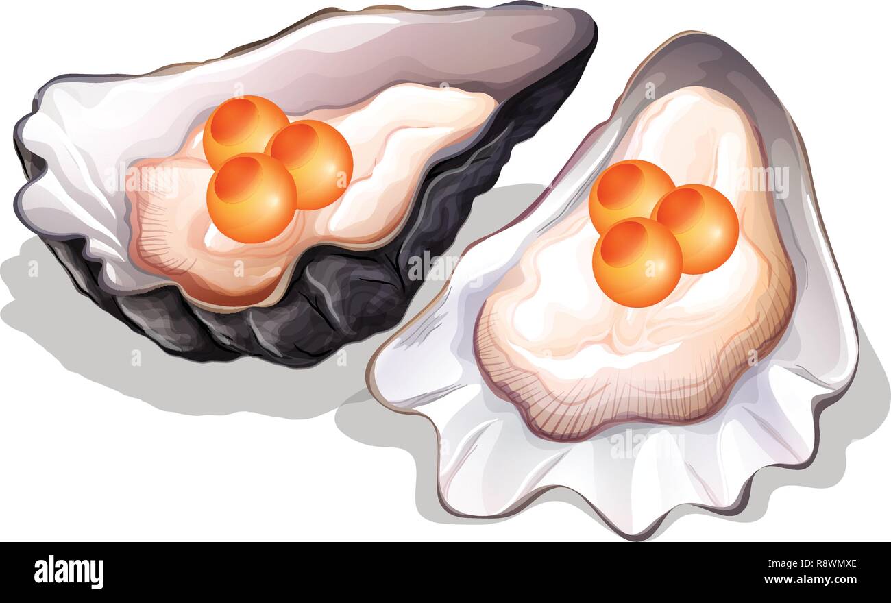 Illustration de l'huître sur fond blanc Illustration de Vecteur