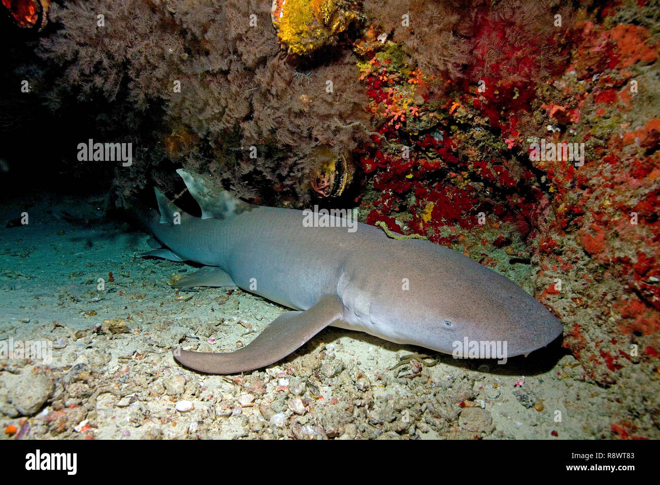 Requin nourrice fauve ou requin nourrice commune (Nebrius ferrugineus) dormir sous un surplomb, Ari Atoll, Maldives, océan Indien, Asie Banque D'Images