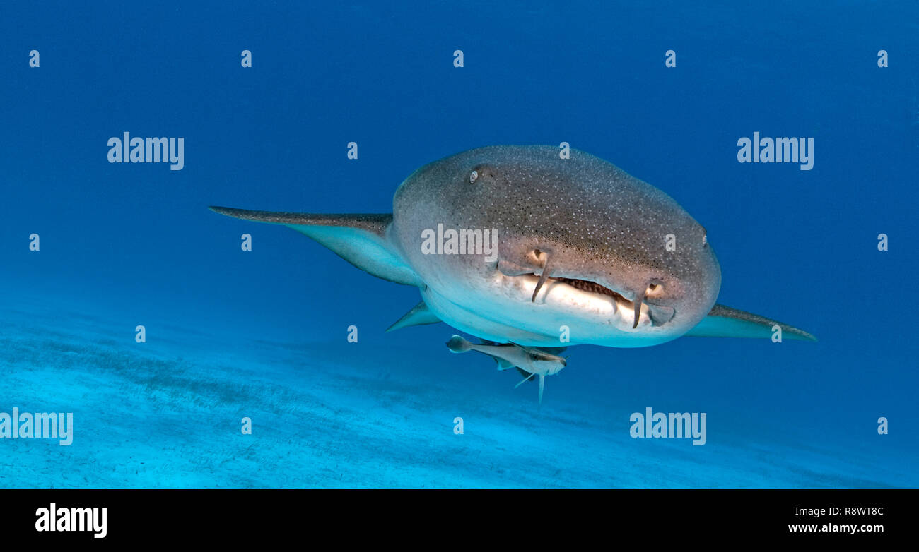 Ginglymostoma cirratum requin (infirmière), natation, sur fond de sable, l'île de Bimini, Bahamas Banque D'Images