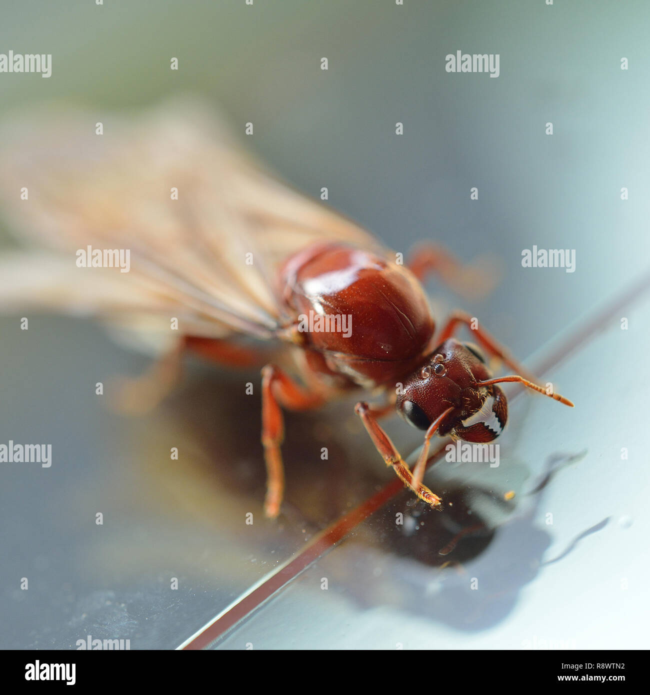 Petit insecte termite, ant blanc Banque D'Images