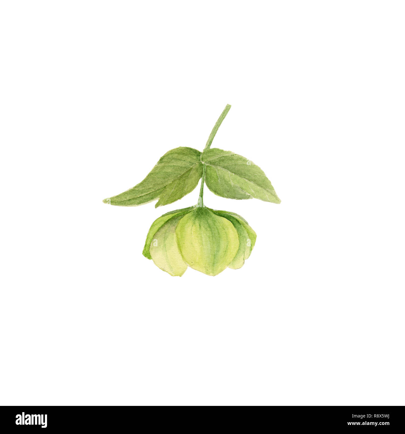Aquarelle illustration botanique de green hellebore isolé sur fond blanc. Dessin floral pour les cartes de vœux, invitations, ca personnalisé Banque D'Images