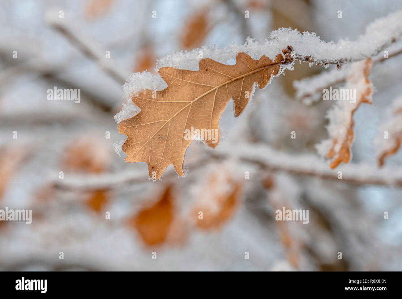 Hi-res feuilles de chêne dans la neige Banque D'Images