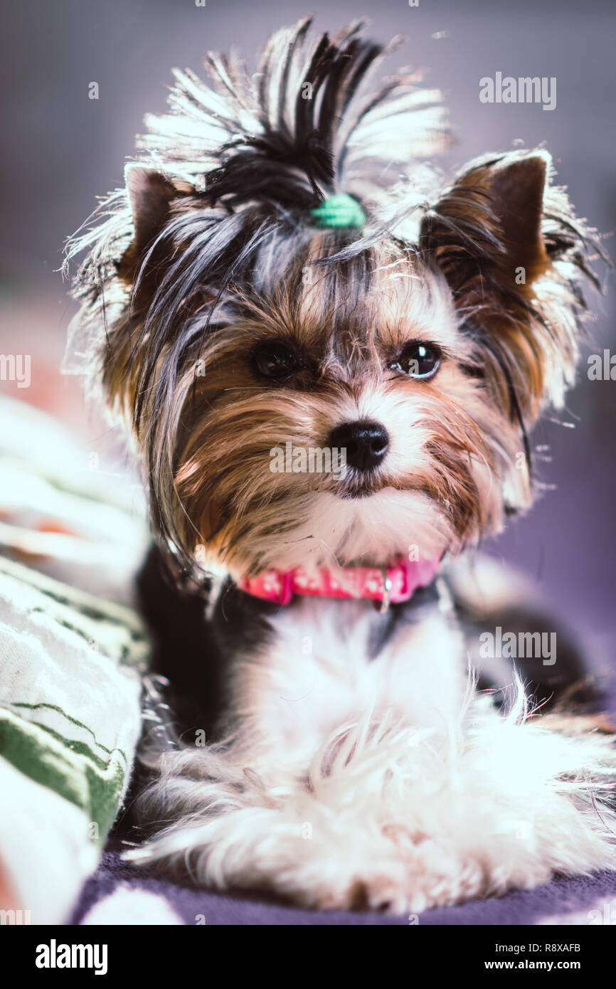 Cute Biewer Yorkshire Terrier assis ou au repos sur un lit. Portrait de chiens Banque D'Images