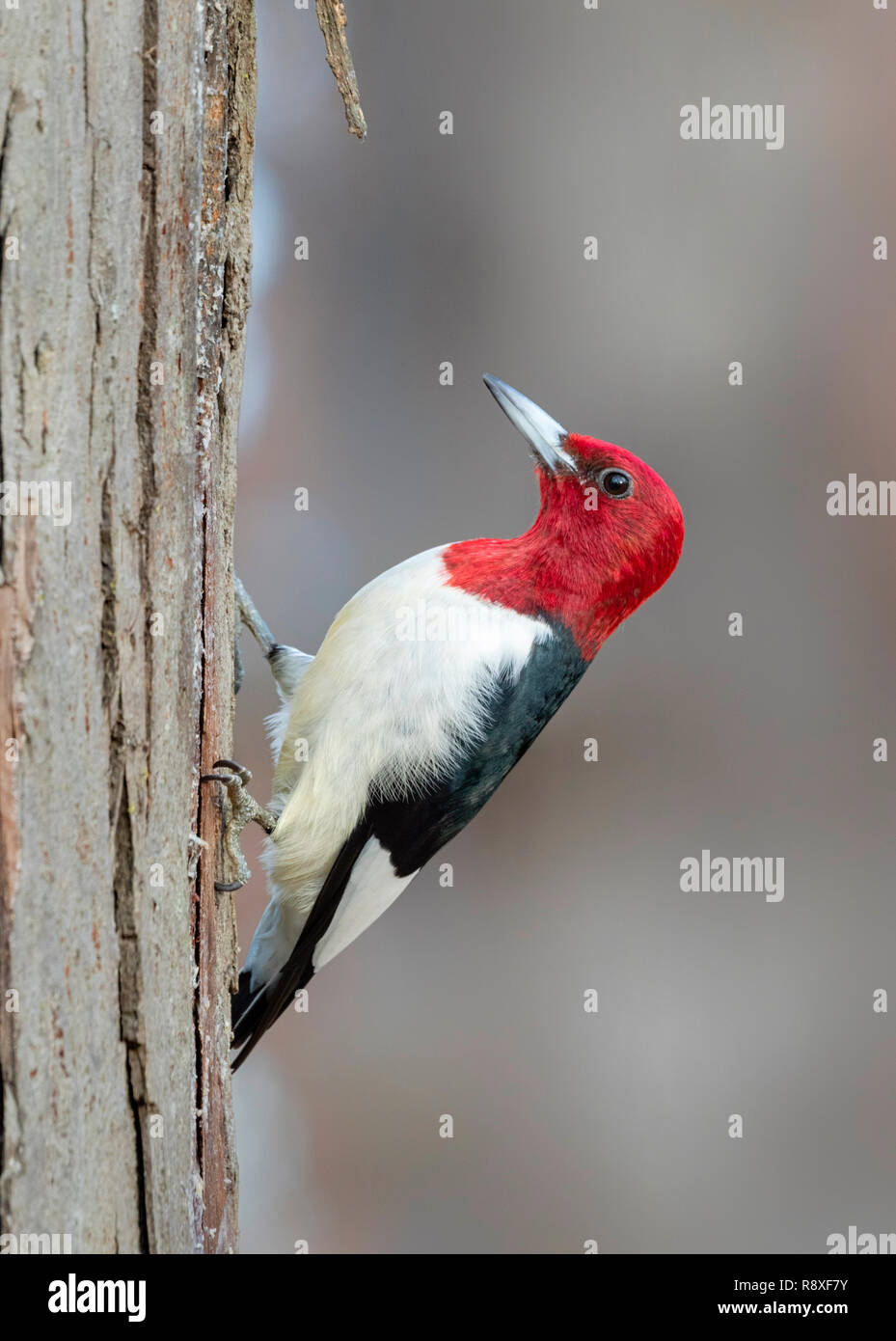 Pic à tête rouge (Melanerpes erythrocephalus), alimentation adultes sur un tronc d'arbre en hiver, Iowa, États-Unis Banque D'Images
