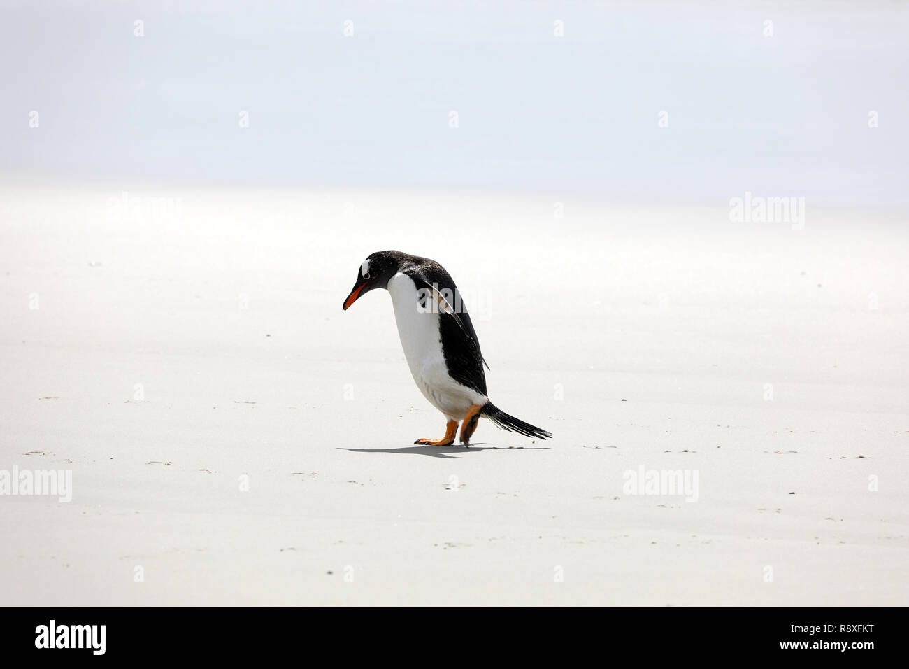 Une Gentoo pingouin se dresse sur la plage dans le cou sur Saunders Island, Îles Falkland Banque D'Images