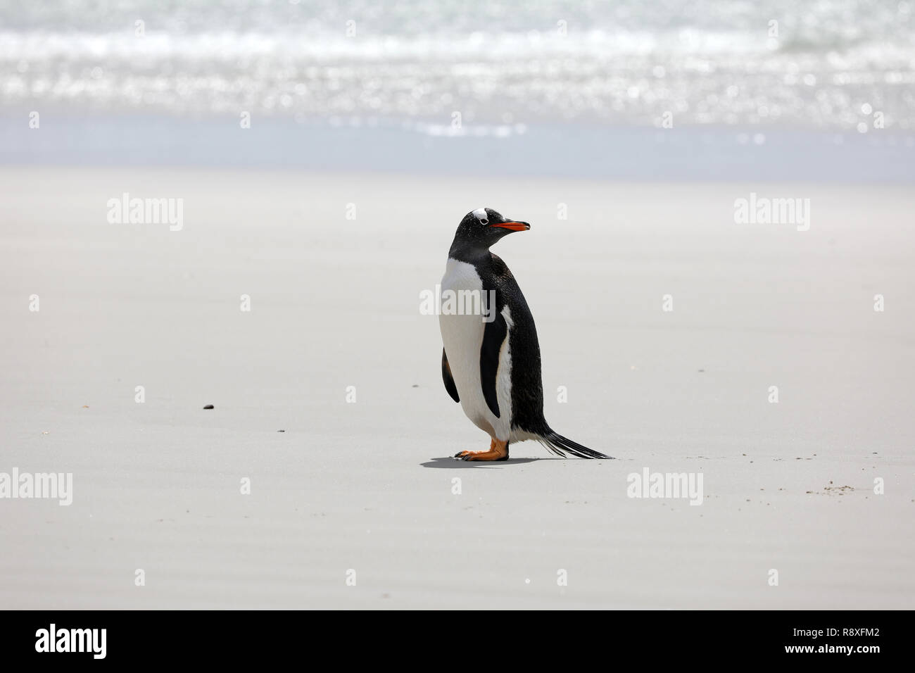 Une Gentoo pingouin se dresse sur la plage dans le cou sur Saunders Island, Îles Falkland Banque D'Images