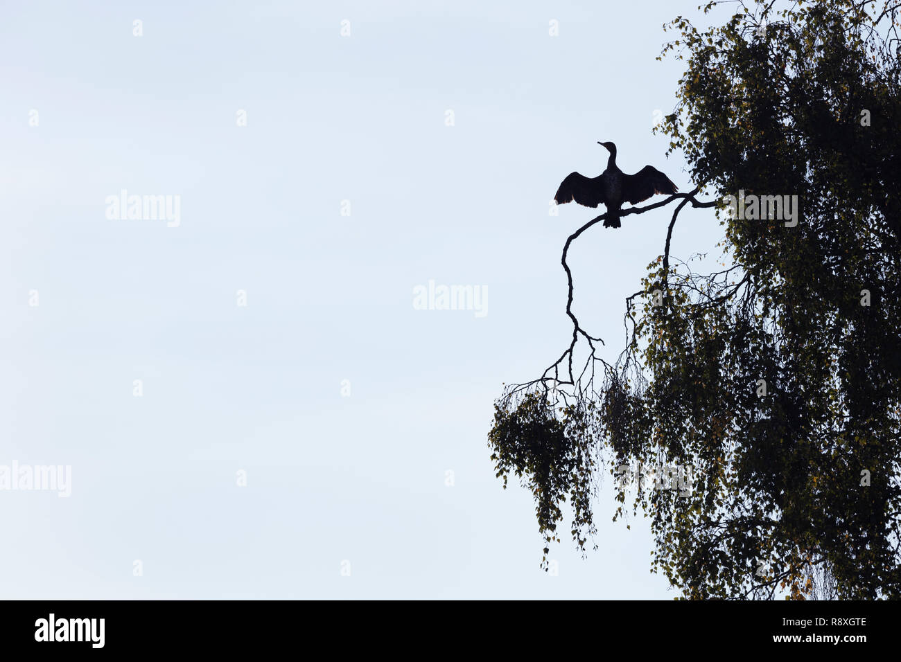 Silhouette d'un grand cormoran perché dans un arbre avec ses ailes déployées pour le sécher Banque D'Images