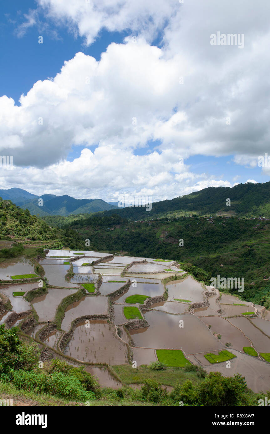 Les terrasses de riz de Maligcong, Bontoc, Mountain Province, Luzon, Philippines Banque D'Images