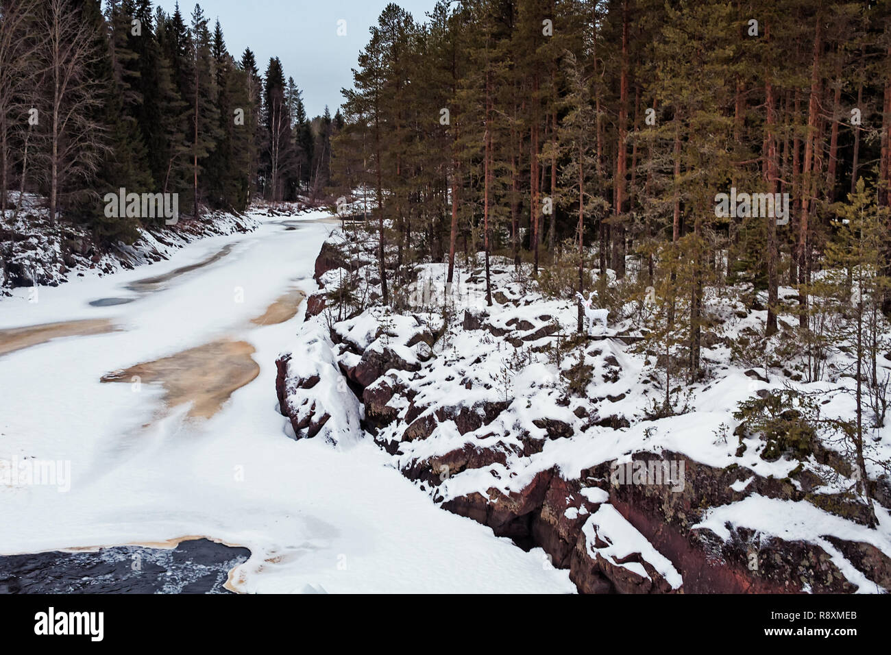 Une glaciale rivière traverse la forêt au nord de la Finlande. Quelqu'un a mis en place un renne en plastique avec un nez rouge par la rivière. Banque D'Images