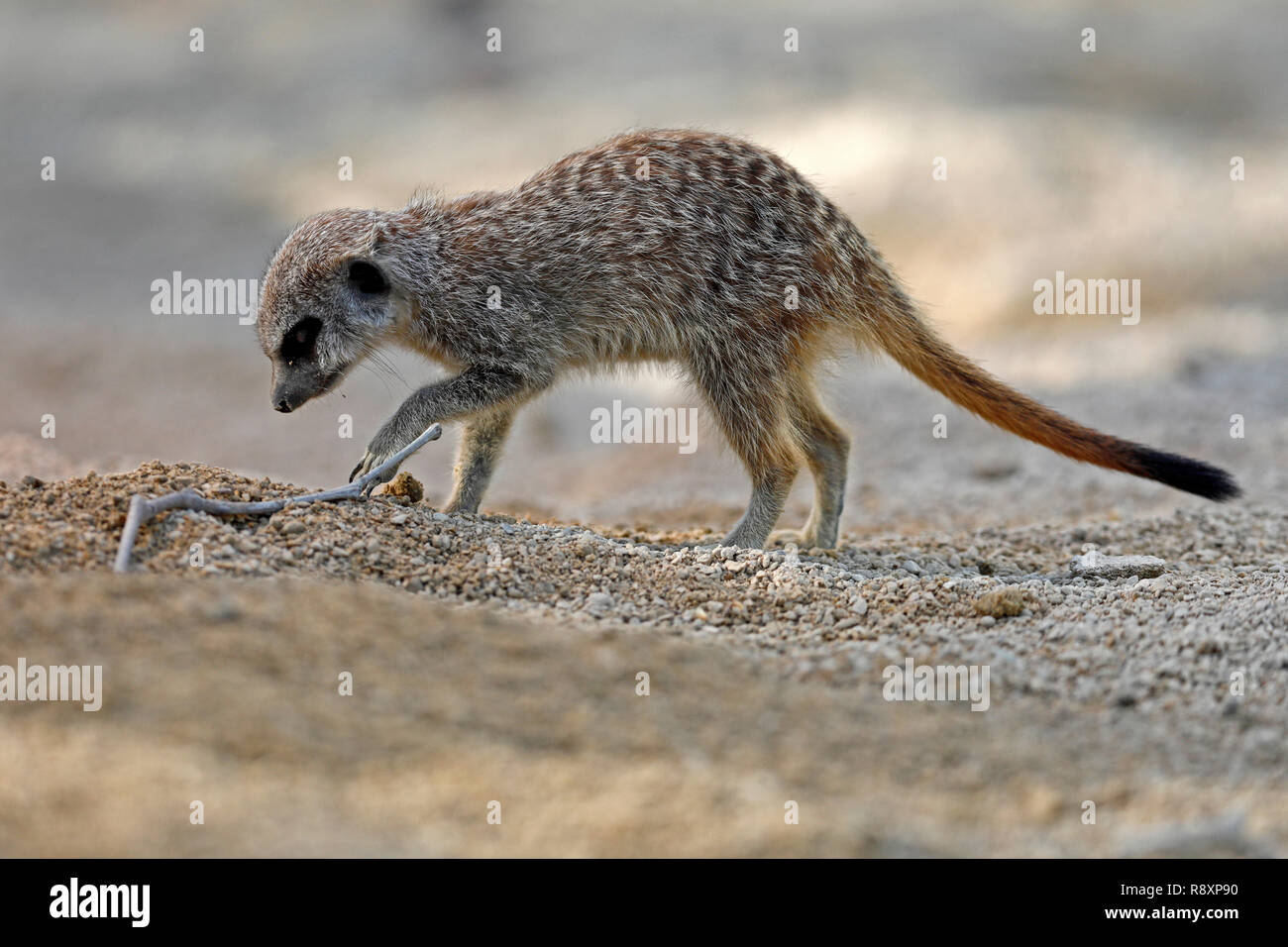 Meerkat (Suricata suricatta) jeune animal, captive, Banque D'Images