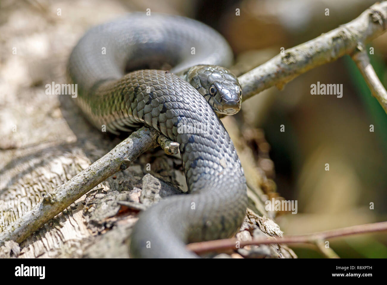 (Européen) couleuvre à collier (Natrix natrix) sur une branche, de la faune, de l'Allemagne Banque D'Images