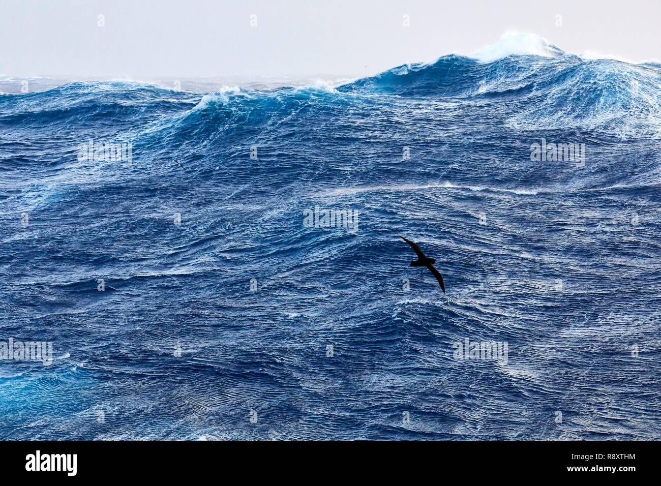 La France, de l'Océan Indien, Finland, violente tempête, échelle de Beaufort 10 avec rafales à 11 dans l'quarantièmes rugissants, photo prise à bord du Marion Dufresne (navire de Terres Australes et Antarctiques Françaises) en cours d'Îles Crozet aux îles Kerguelen, puffin à menton blanc (Procellaria aequinoctialis) Banque D'Images