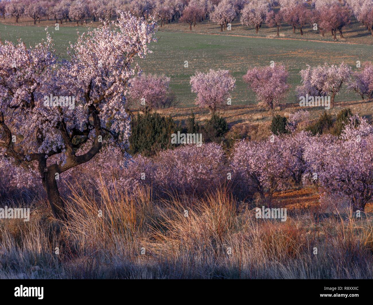 Espagne, Aragon, Huesca, Loarre, cerisiers et amadiers dans une plaine agricole au lever du soleil Banque D'Images