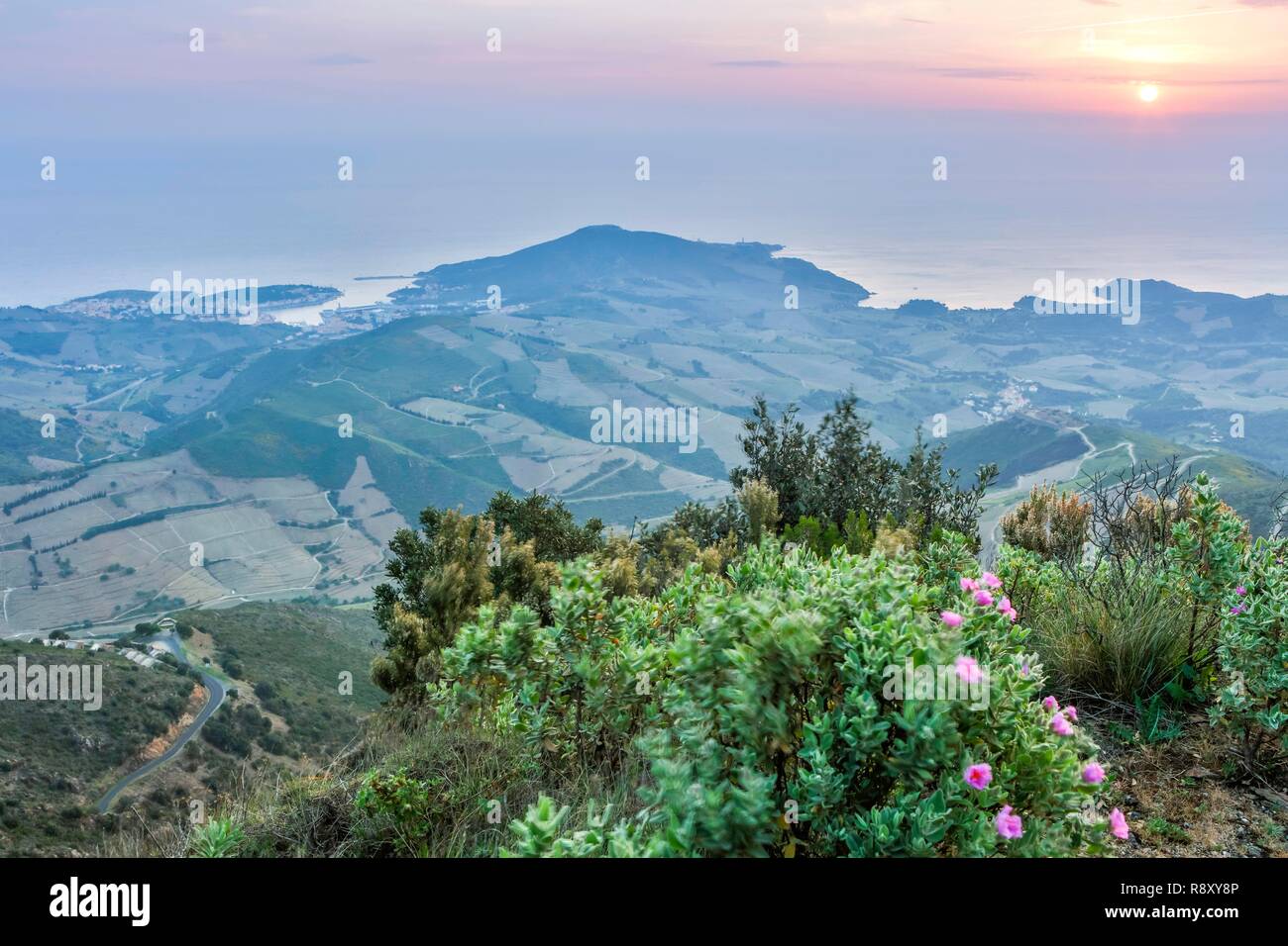 France, Pyrénées Orientales, Banyuls, La Montagne des Albères, sommaire du site au lever du soleil Banque D'Images