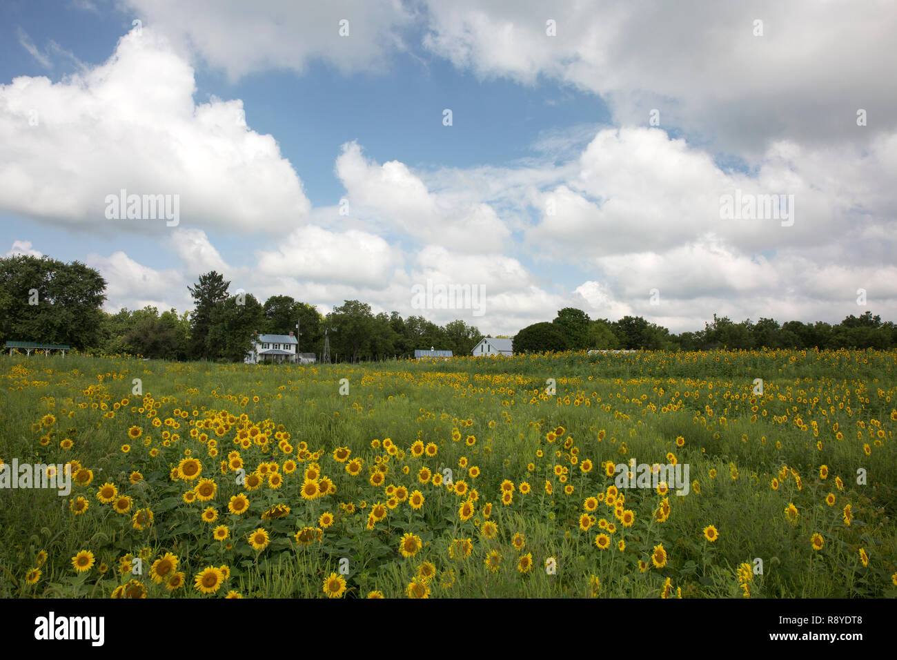 Grange et champ de tournesol à Possum Creek Metro Park, Ohio Dayton. Banque D'Images