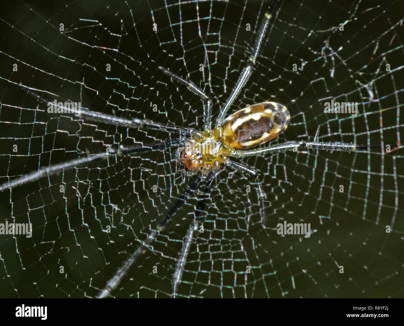 Macro Photographie d'araignées sont sur le Web isolé sur fond Nature Banque D'Images