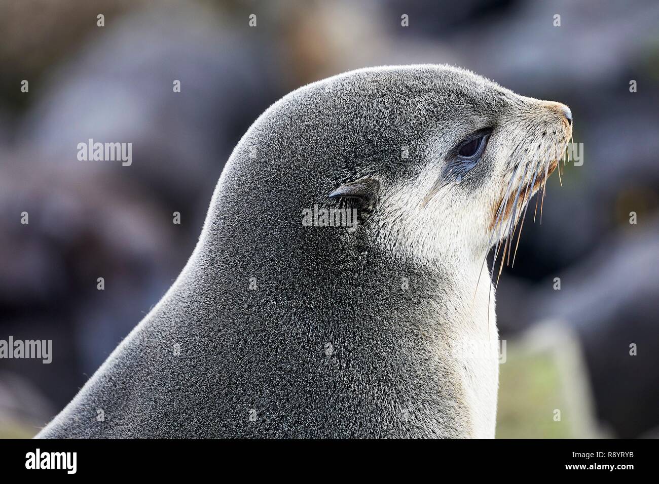 La France, de l'Océan Indien, Cuba, l'île Amsterdam, fourrure subantarctique (Arctocephalus tropicalis) Banque D'Images