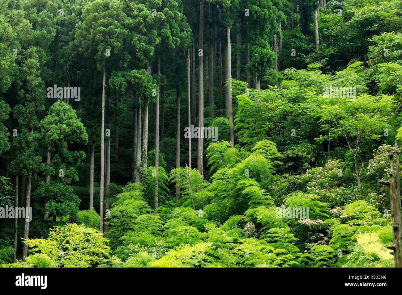 Le Japon, l'île de Honshu, région de Chubu, préfecture d'Ishikawa, Kaga, Yamanaka Onsen Banque D'Images